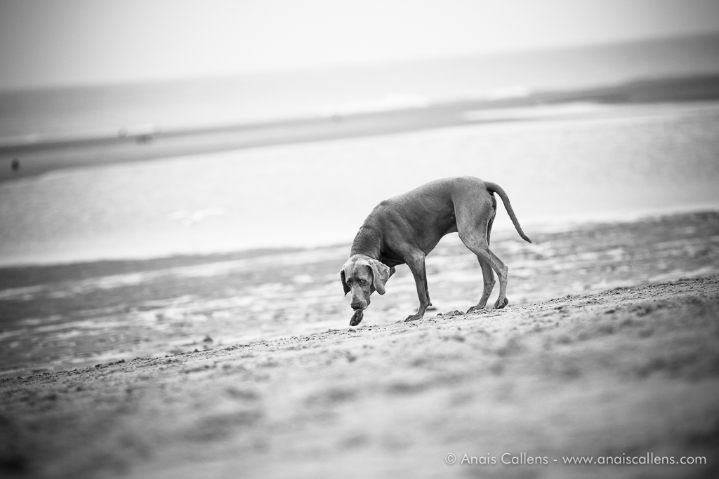 Chien sur la plage